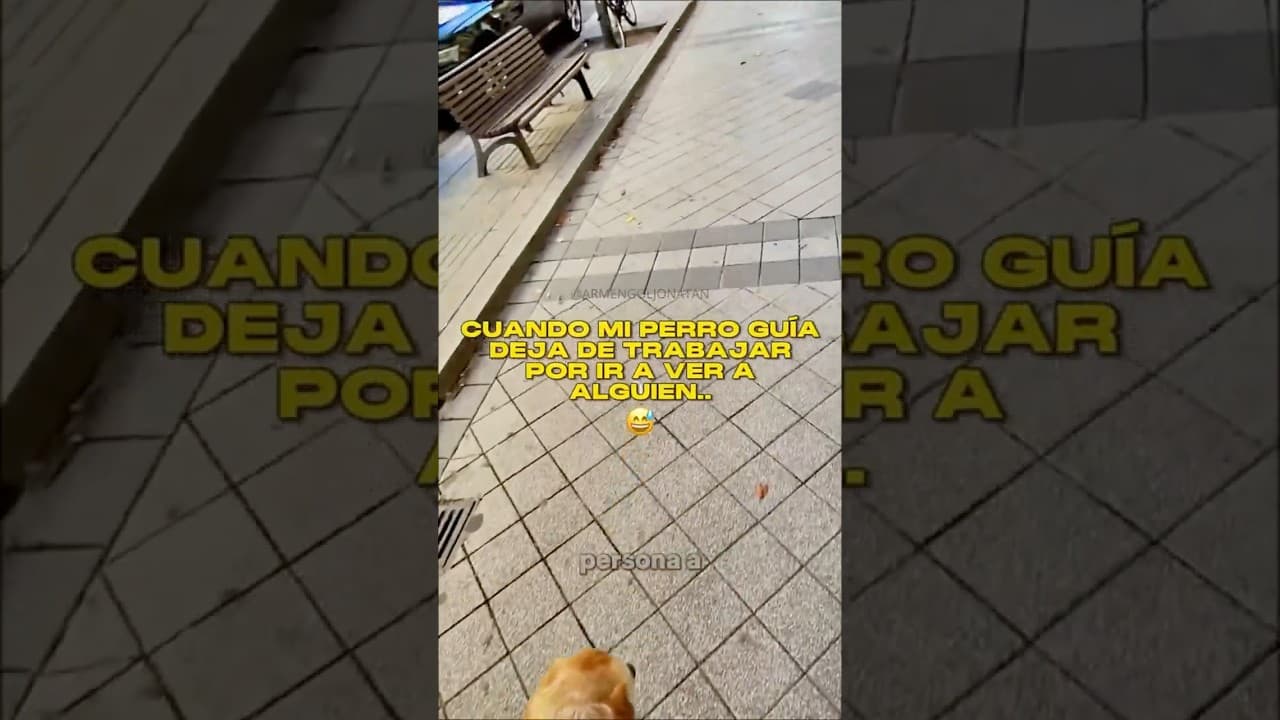 Cuando mi perro guía deja de trabajar por ir a ver a alguien.. ¿Quien será? 😅🦮