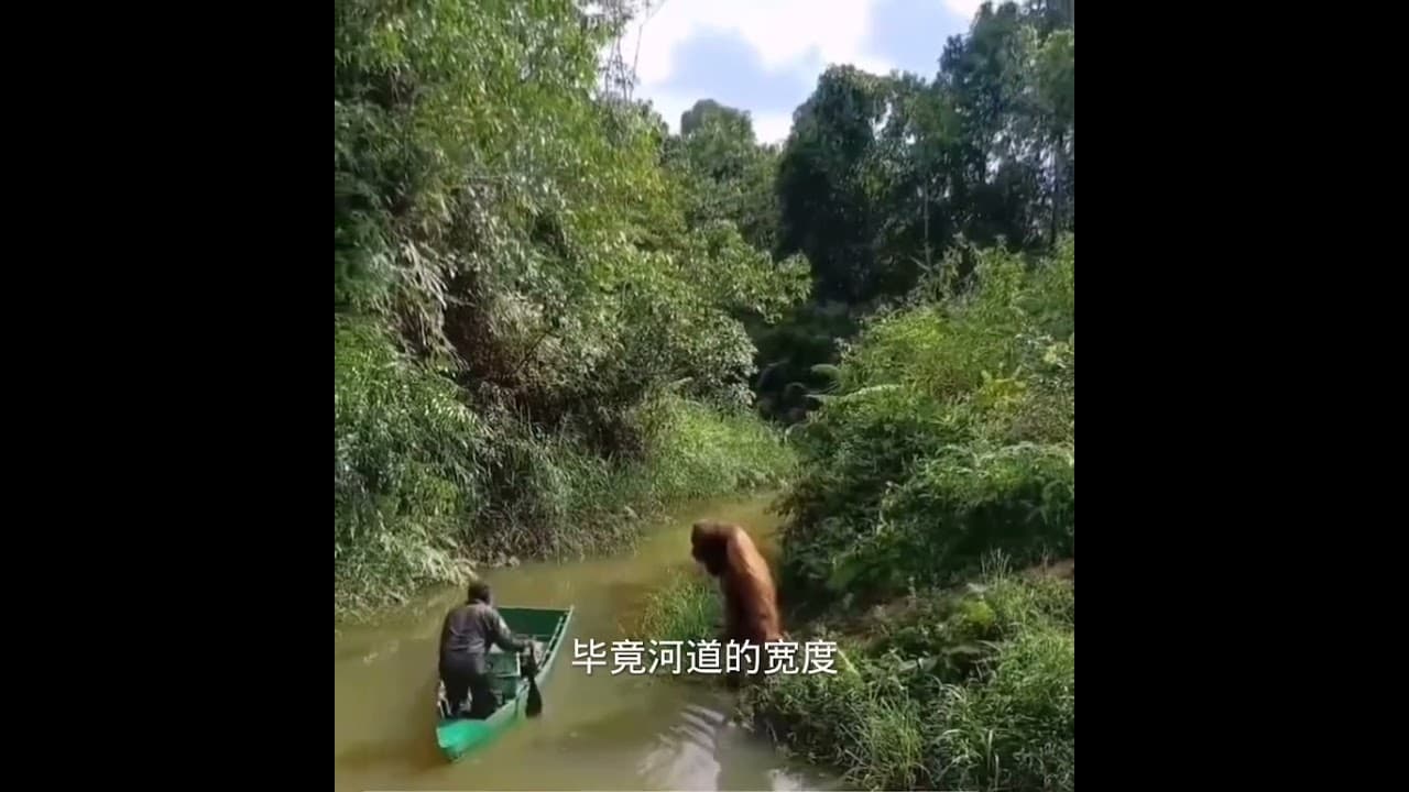 紅毛猩猩攔路收過路費，看樣子應該是老手了，不過還挺有禮貌#京東超市糧油調味玩味市集 #知識迎新年 #和你一起過冬日 #帶你趣戶外