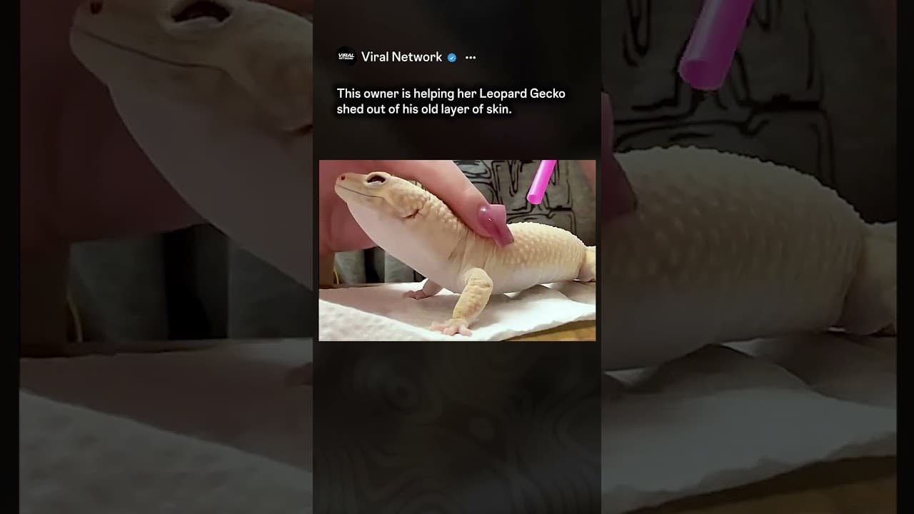 The Most Satisfying Shed Removal You’ll See Today 🦎 #shorts