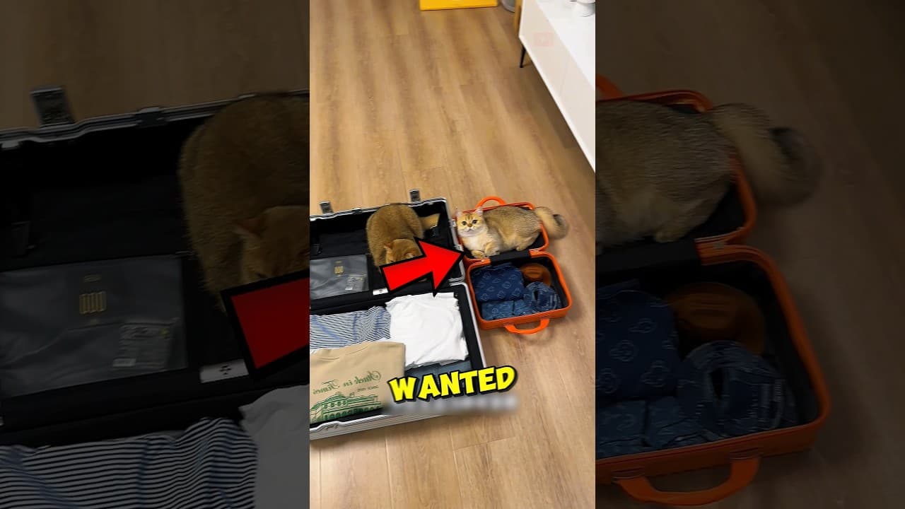 This Cat Wanted To Go On VACATION