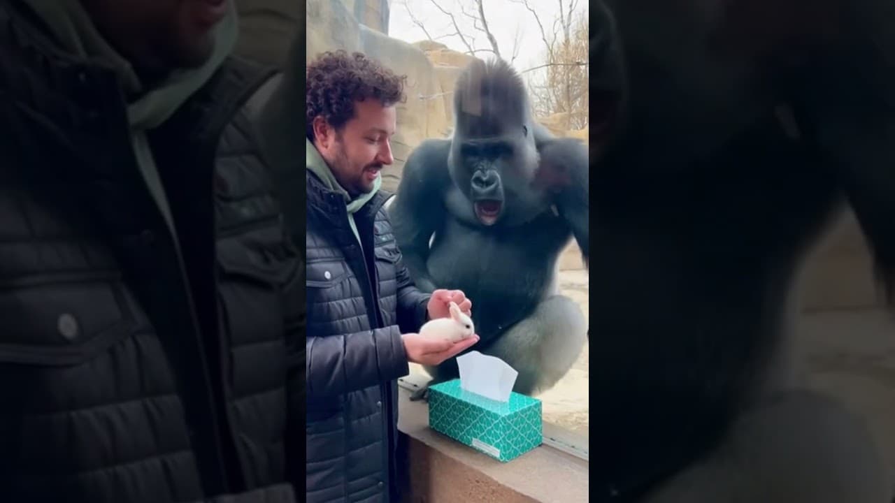 Gorilla's Mind BLOWN by Magic Trick! 🤯