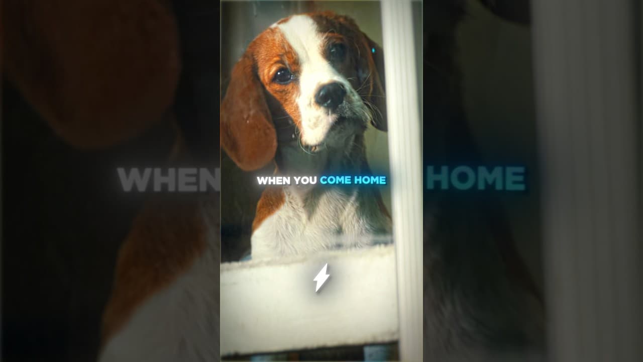 The Truth Behind Why Your Dog Loves You…🤯🧠