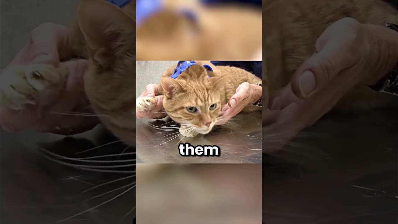 Why Do Cats Freeze Like This?