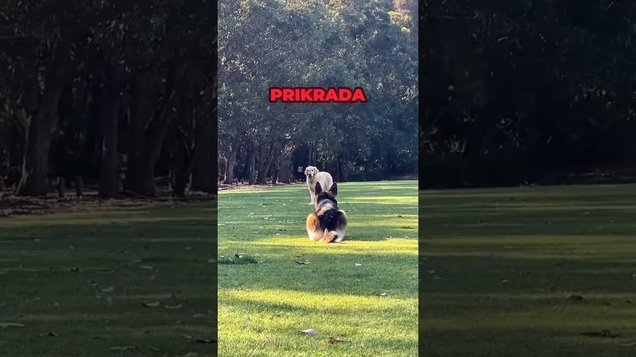 Prepoznali su jedno drugog❤️