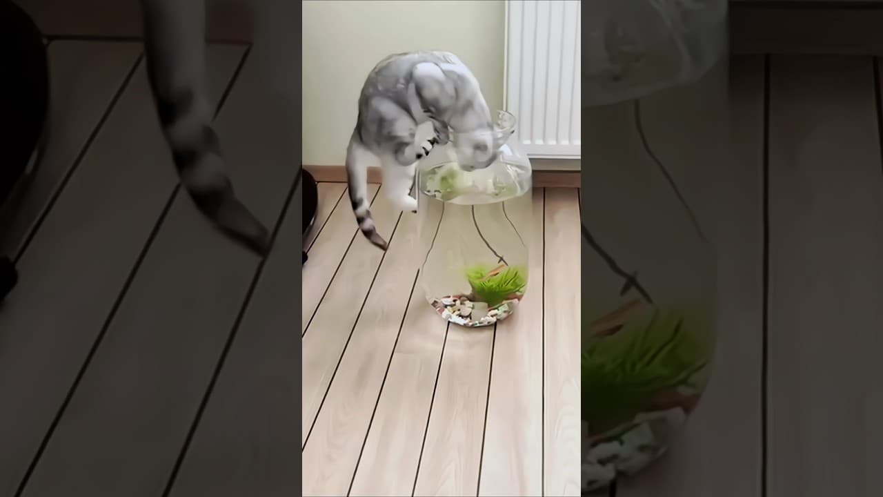 Funniest kitten moments 😂 Funny cats and dogs videos 😺🐶 part 0172