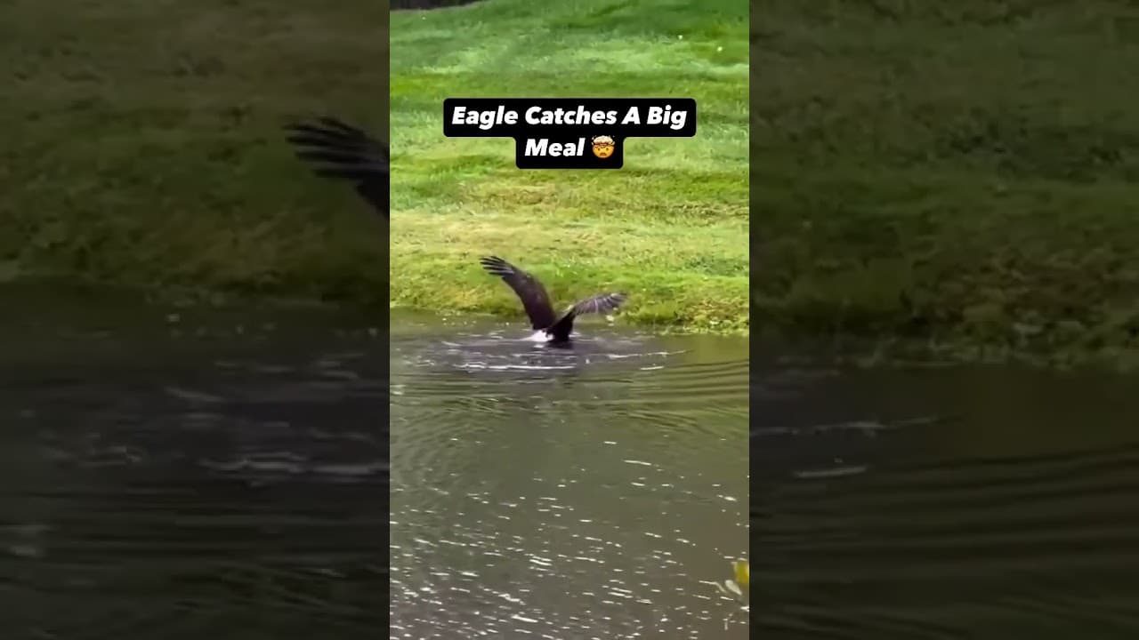 Eagle Catches a Big Meal