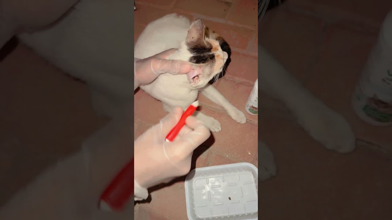 #قطط #إنقاذ_الحيوانات #اكسبلور #الرحمة_بالحيوان #cat #ترند #ضحك #تيك_توك #قط #قطة #kitten #قصص