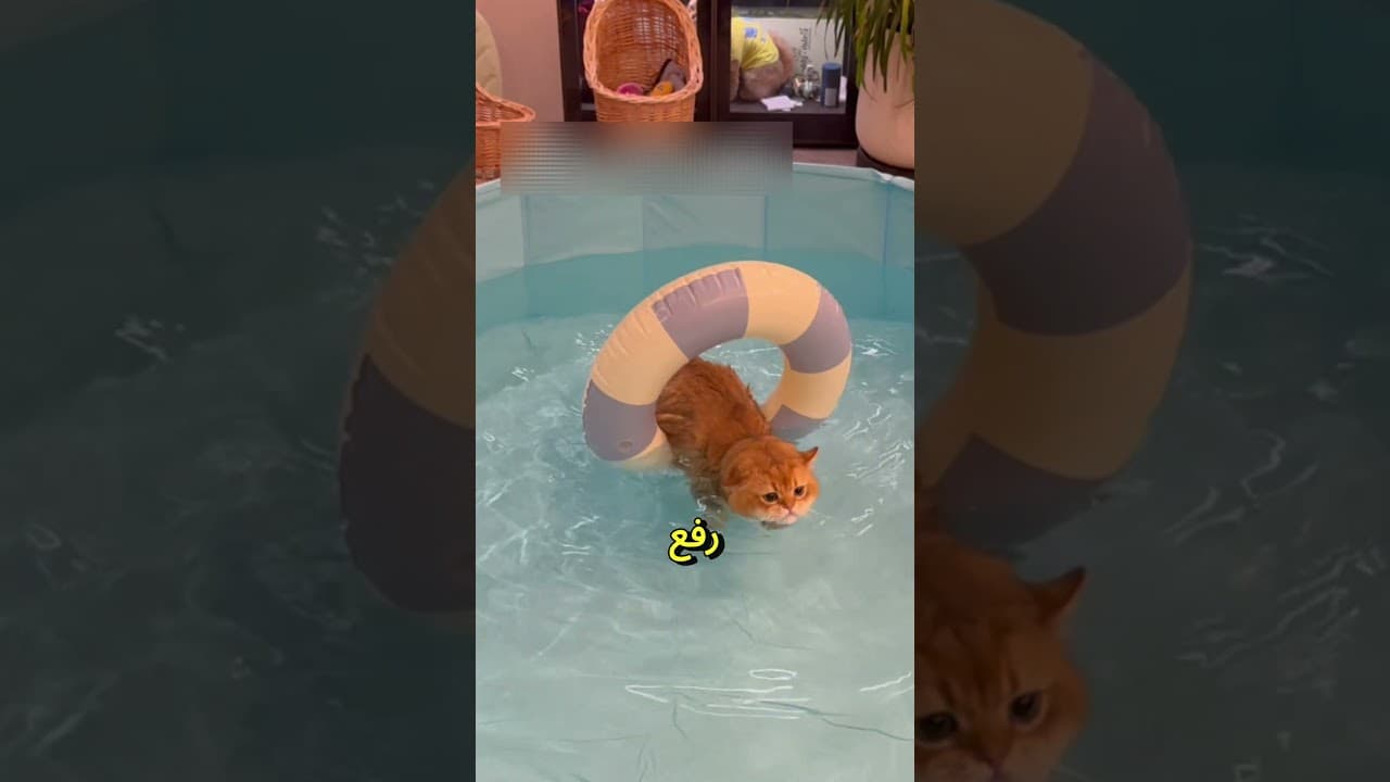 😺🐾 القط الذي تَعلّم السباحة رغم خوفه من الماء! 😻🌊