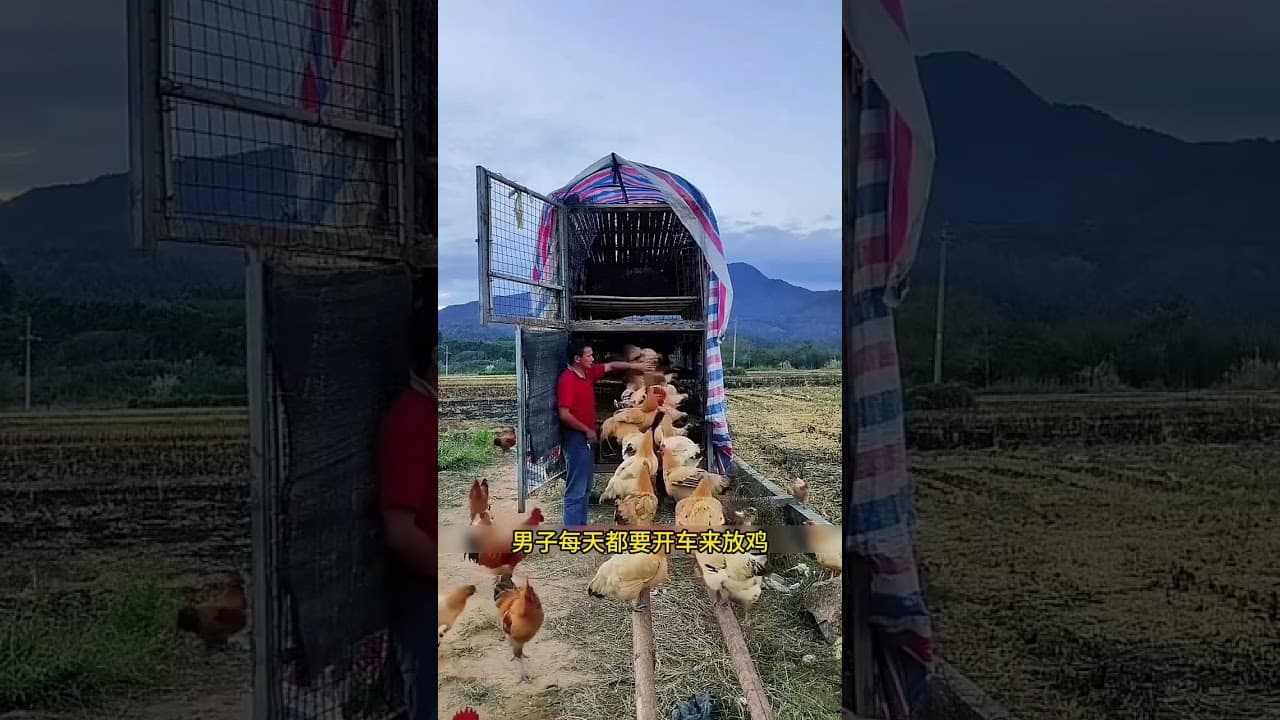 这群鸡成精了吧    竟然排着队让男子点名