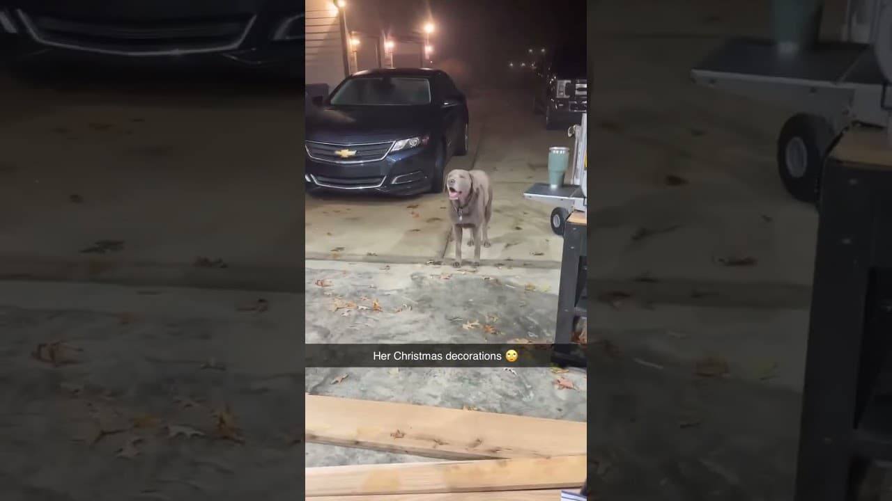 “When she drags out the Christmas bins like she’s summoning Santa himself 😂🎄” #viral #funny #fyp