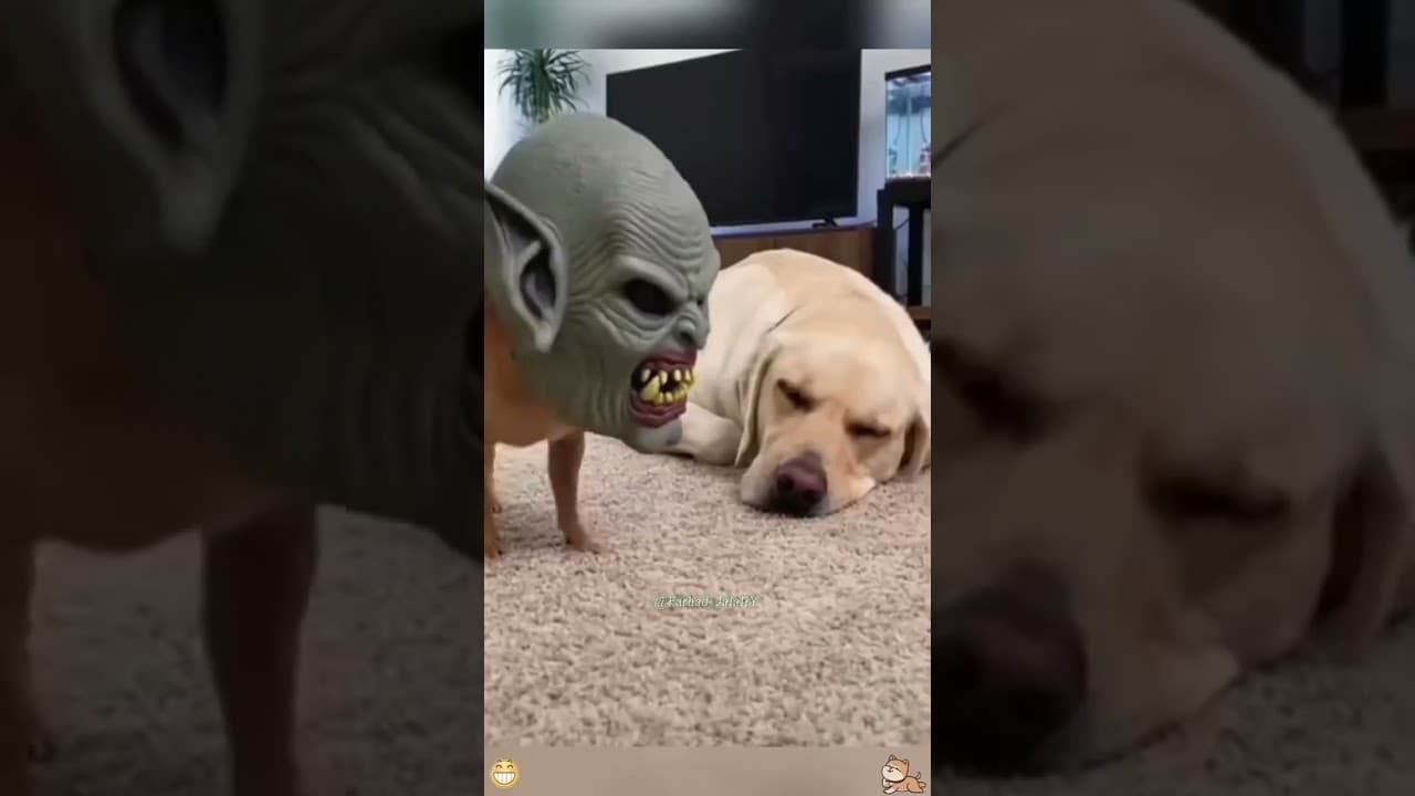 #funny #funnyvideo #pets #fup #animals #funnydogs #cute #cutedog #cat #memes