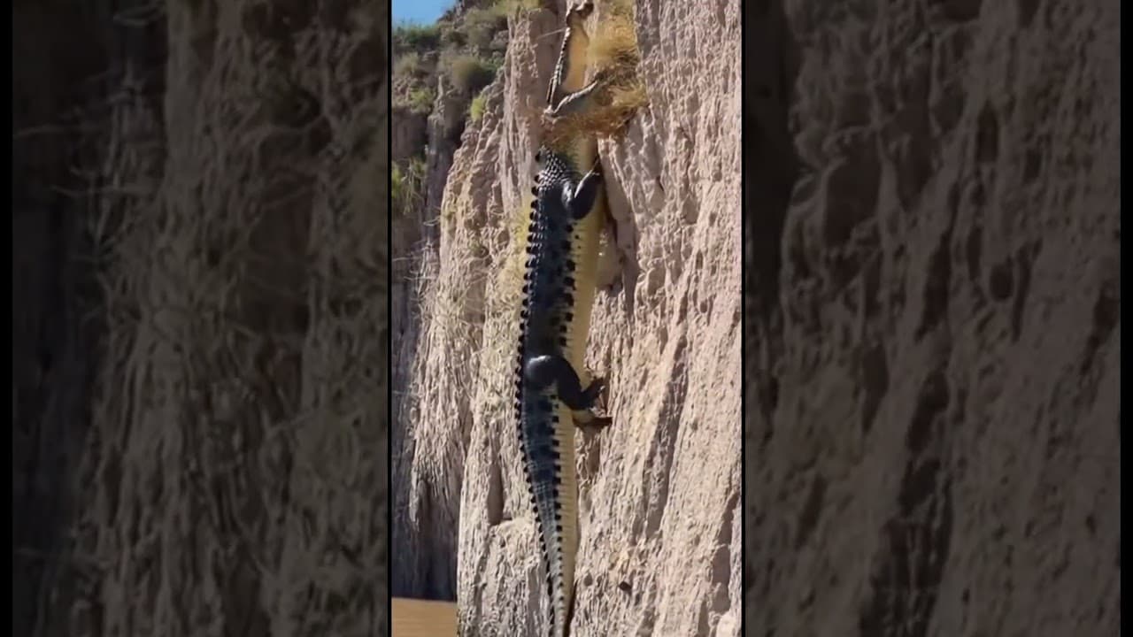 Life Crocodile🙏Goat Ep620 #shortsvideo #goat #leopardadventure #viralvideo #leopard #goatclimbing 🦾🐾