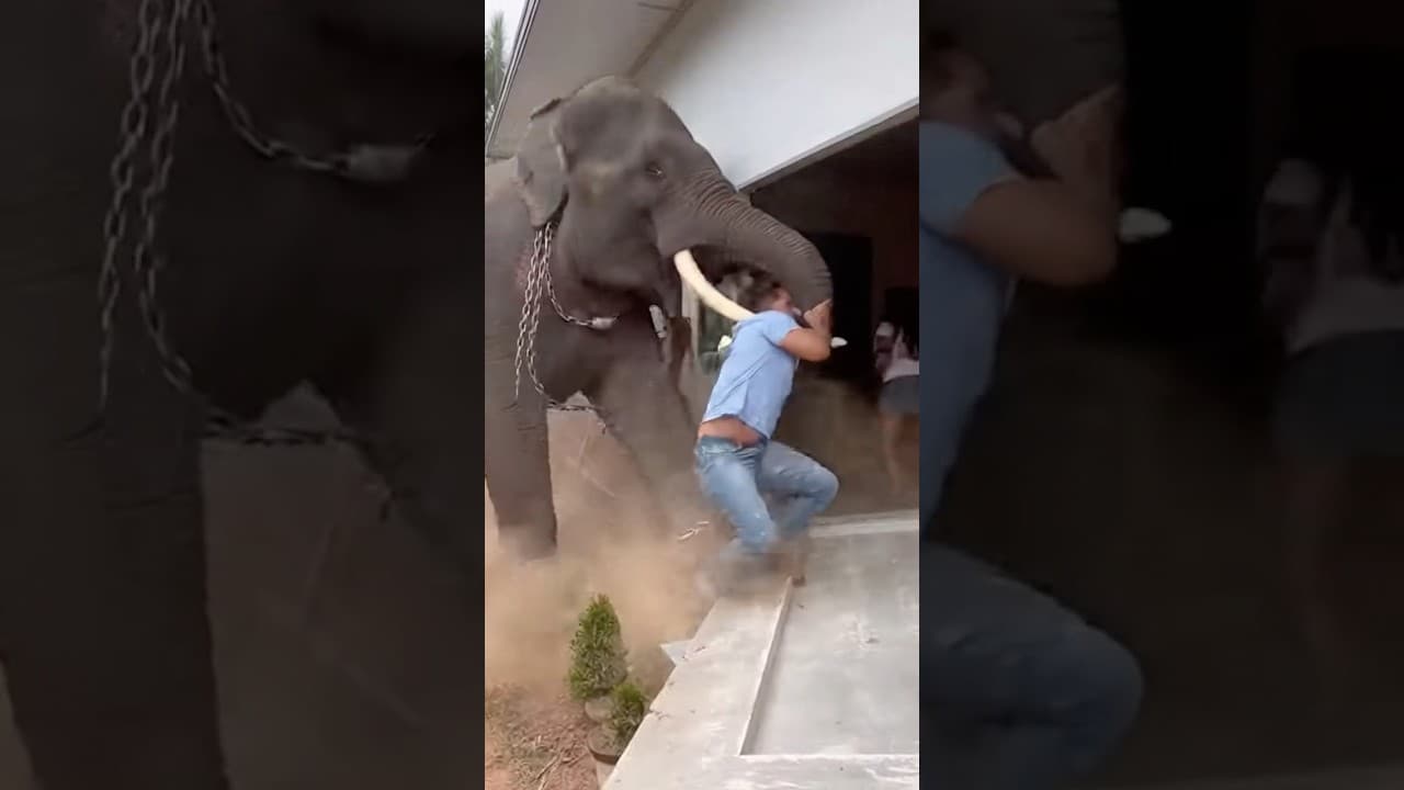 ดีนะหลุดไปได้‼️นาทีช้างเหวี่ยงชนบ้านยับ🫣😮 #viral #elephant #animallife #shortvideo #animals