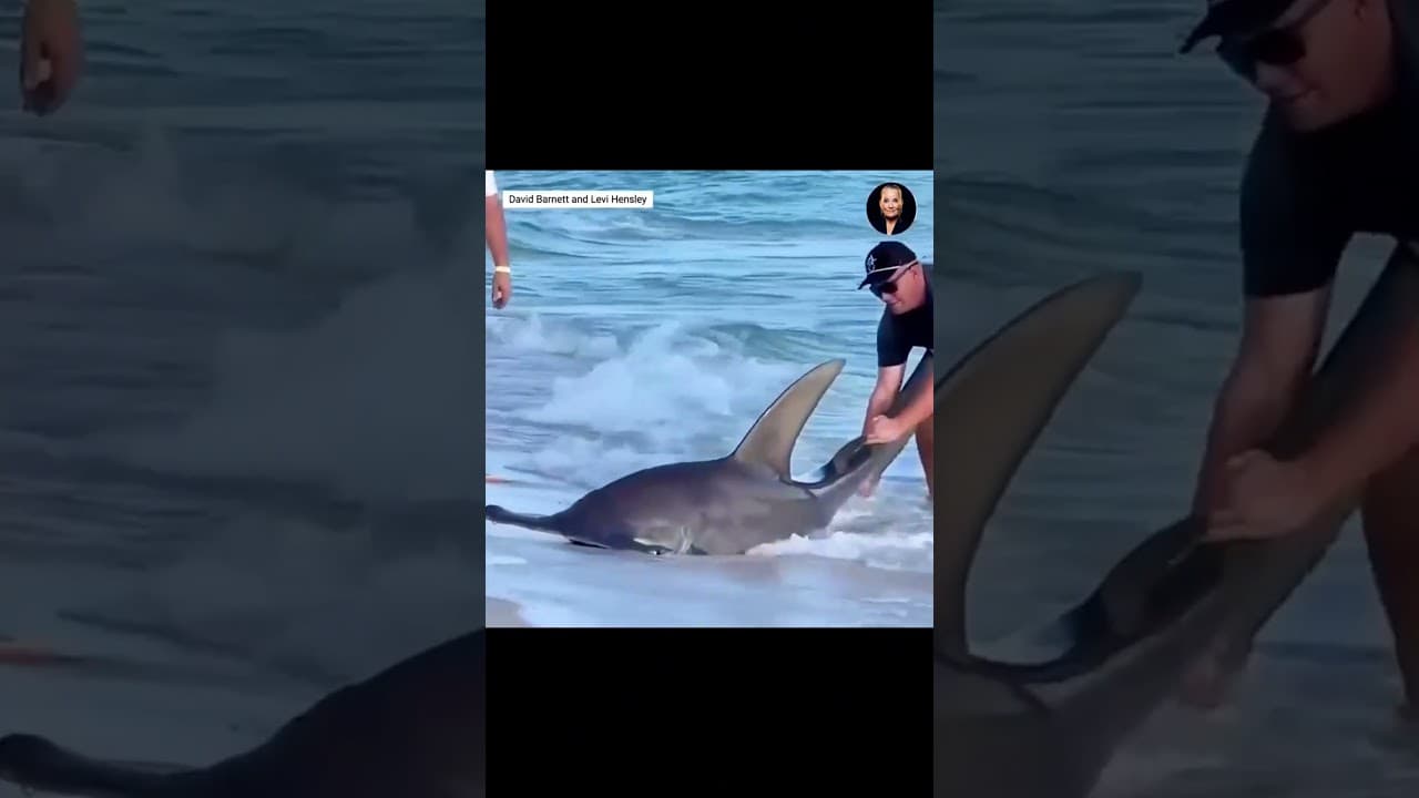 guy saves hammer head shark from fishhook