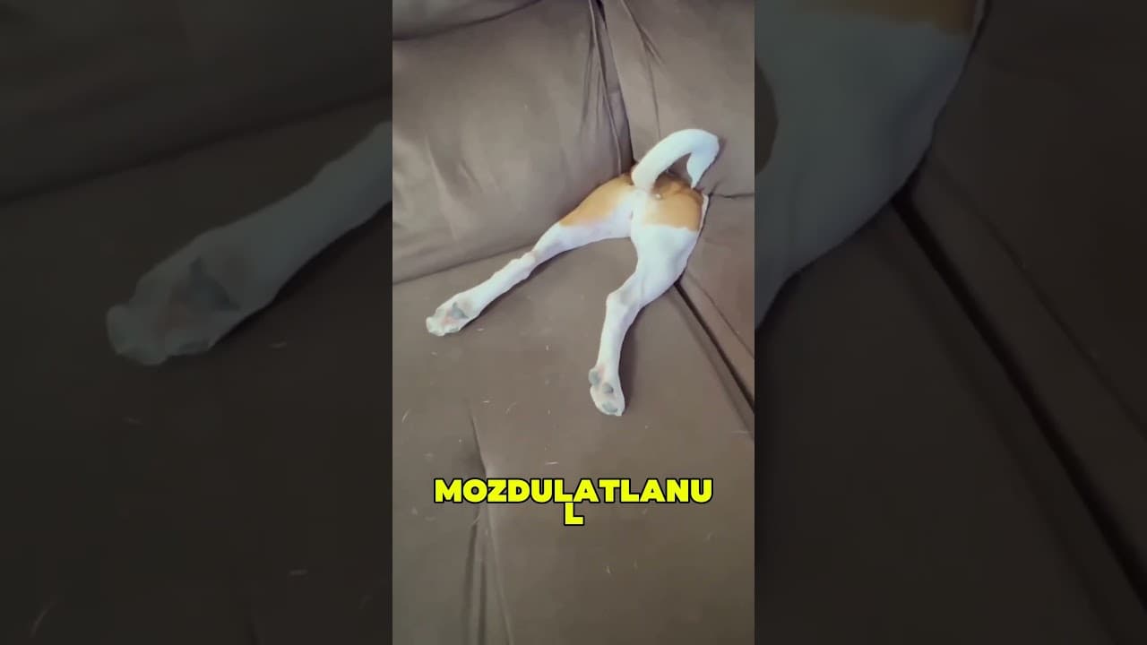 Ez a kutya azt hiszi, hogy láthatatlan 😂❤️