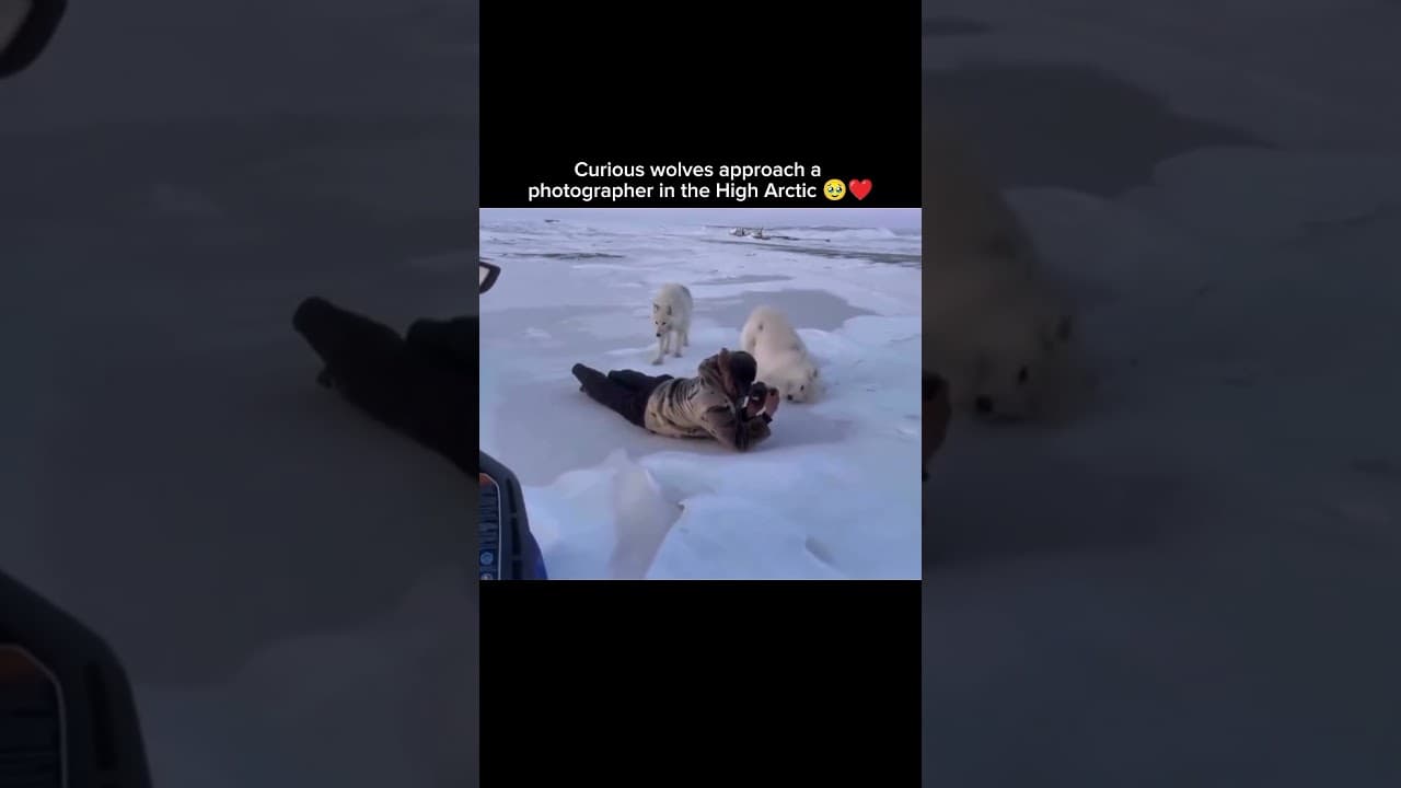 Curious wolves approach a photographer in the High Arctic 🥹❤️