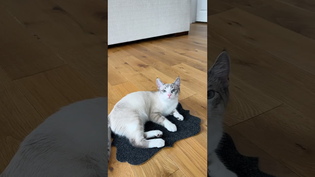 MAGIC CAT LOAF MAT 🍞