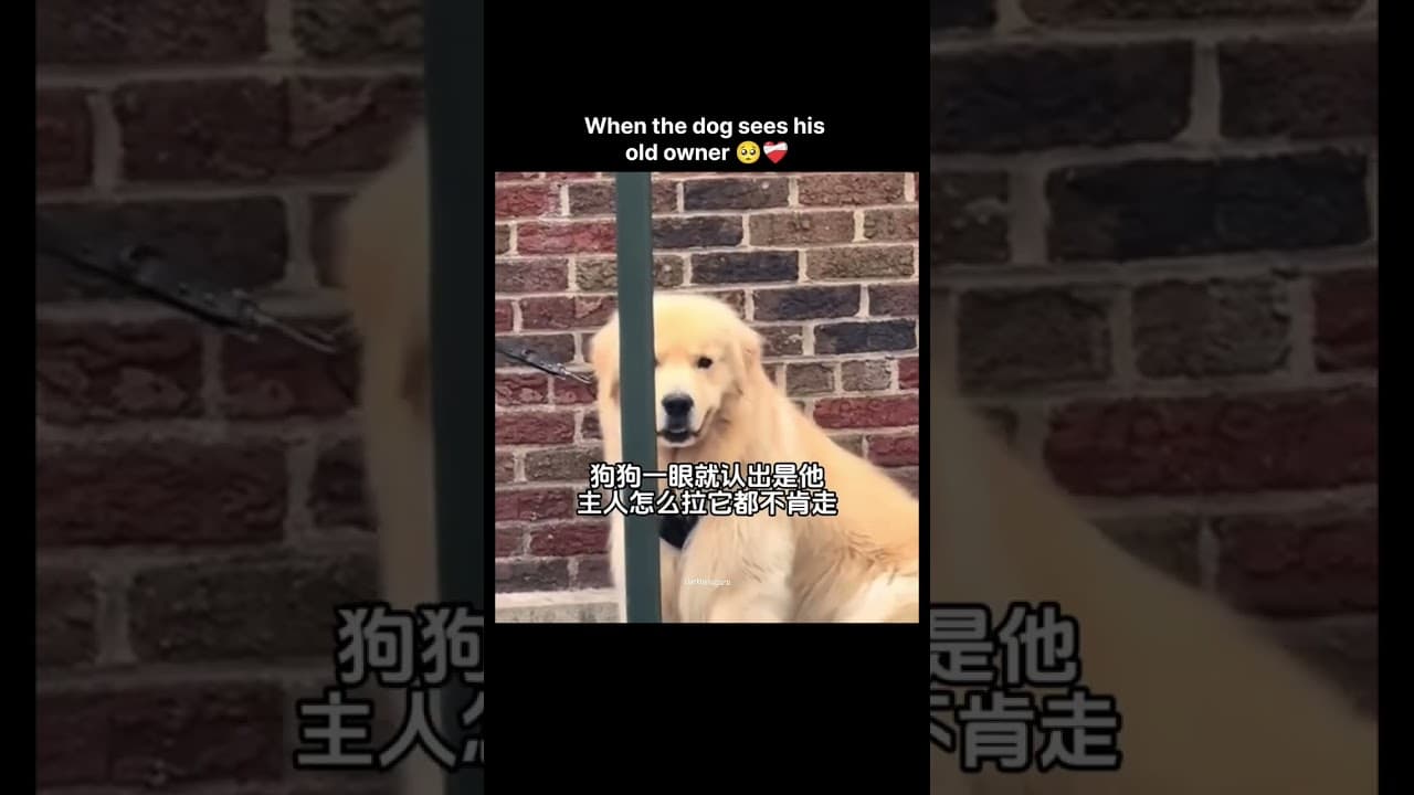 Dog Sad Moments 😭- when you lost your dog in 2024 💔#shorts#thedodo #animals #dog #cat #kitten #puppy