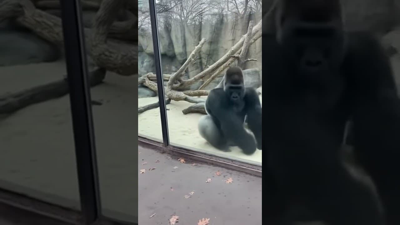 I Started a Dance Battle With a Gorilla... And HE WON. 🤯