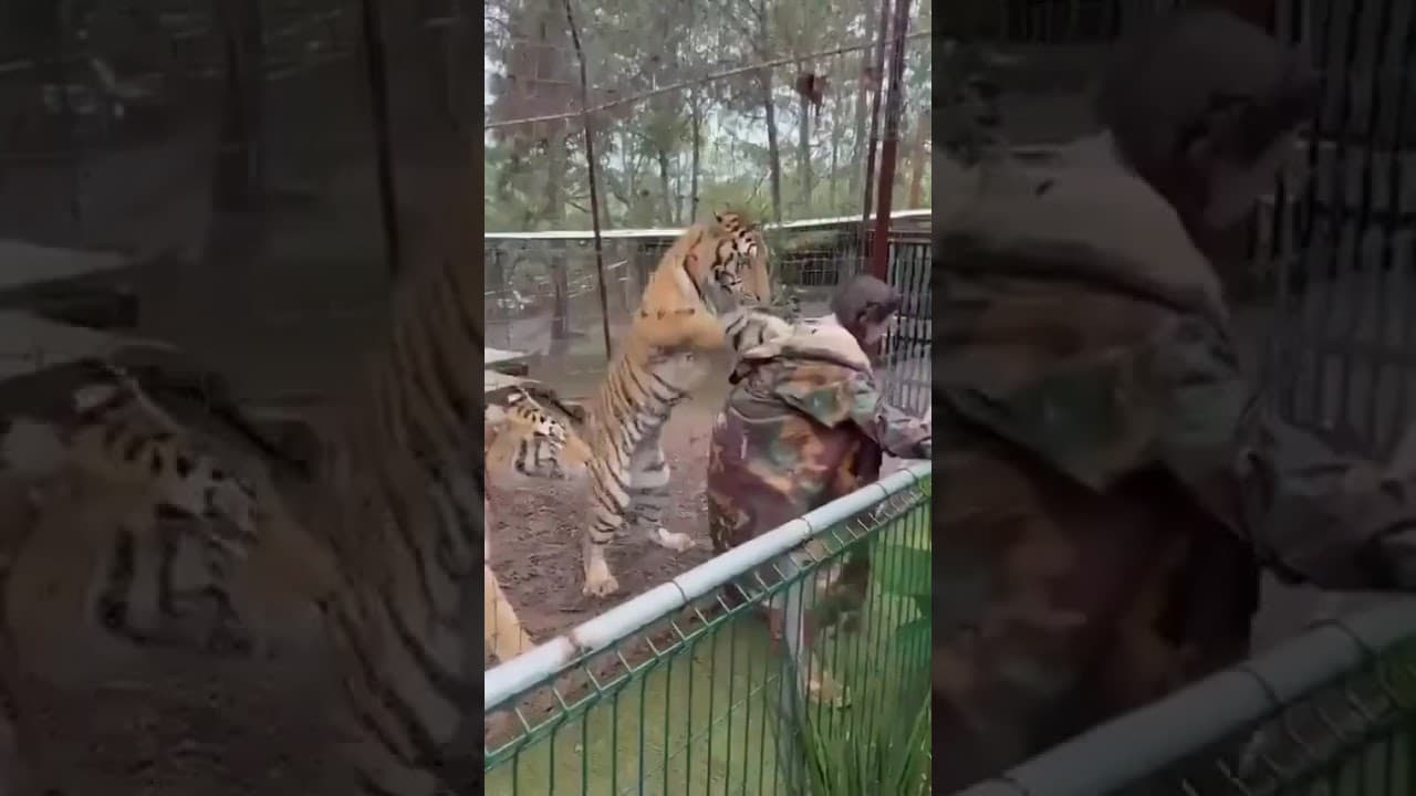 Tiger Gets Handsy #tiger #zoo