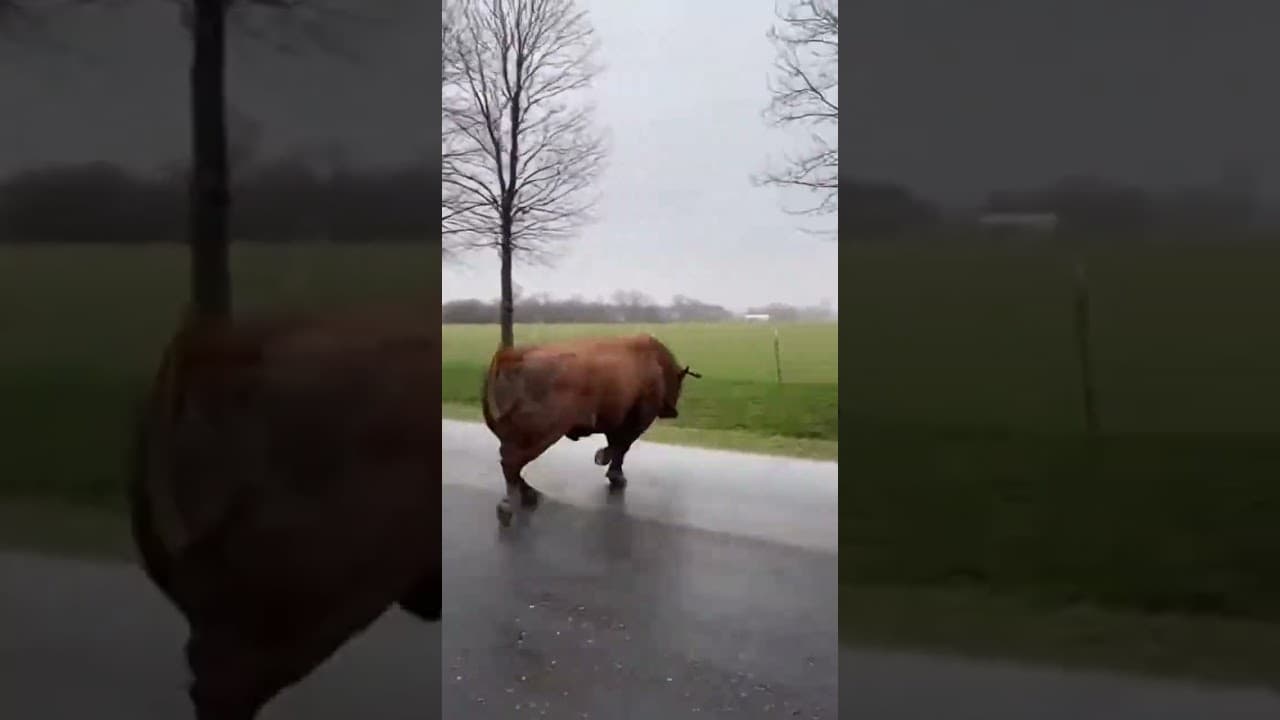 The wild bull destroyed everything #shorts #farm