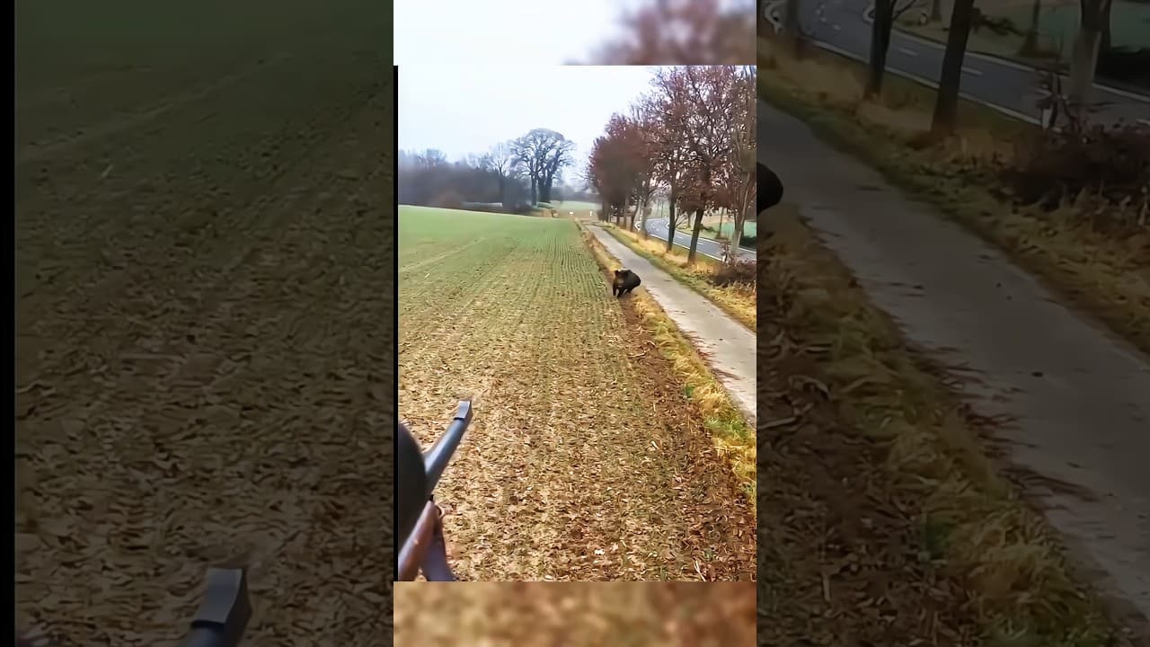 охота на кабана так близко. нападение с лодки#chasse #cinghiale #hunting #wildboar