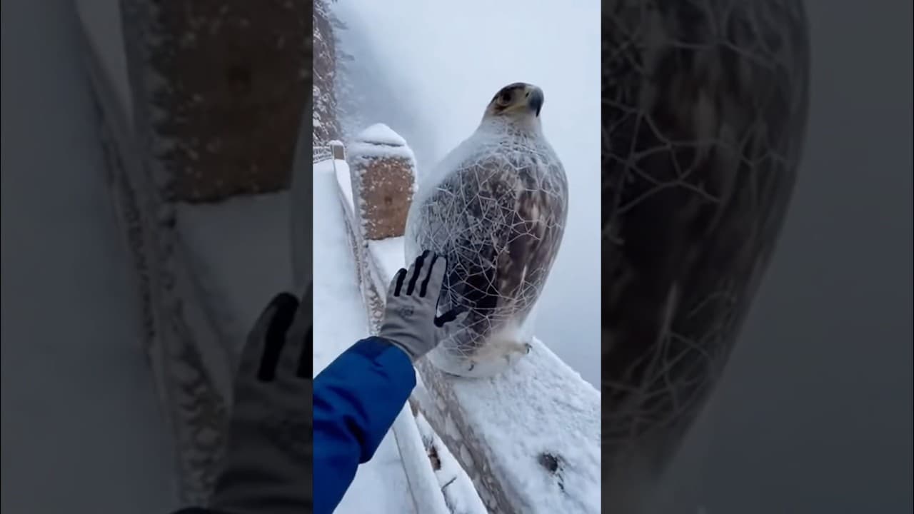 "Frozen solid in ice... seconds later, the eagle takes flight."#rescue #rescueanimals #arcticrescue