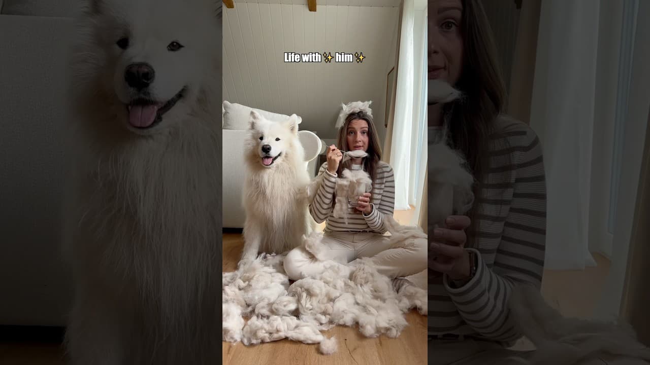 Life with my Samoyed 😂 #samoyed #dog #fun #comedy #lifewithhim