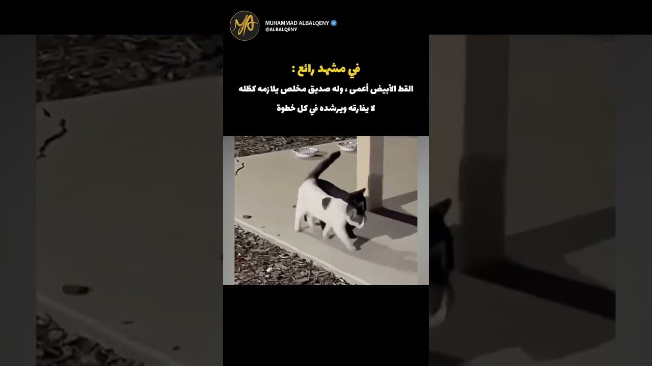 قط أعمى صديقه عوناً له دائماً #shorts