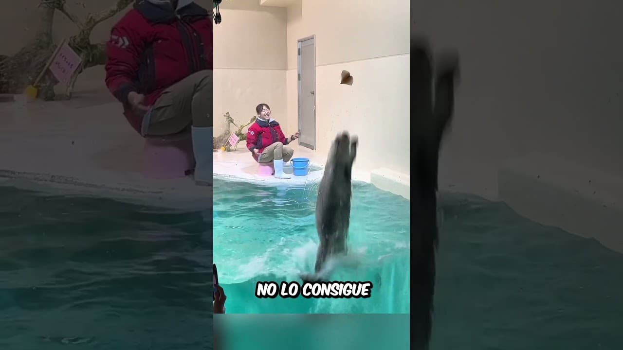 Esta NUTRIA estuvo a punto de SORPRENDER  a TODOS cuando su cuidadora le LANZÓ la COMIDA
