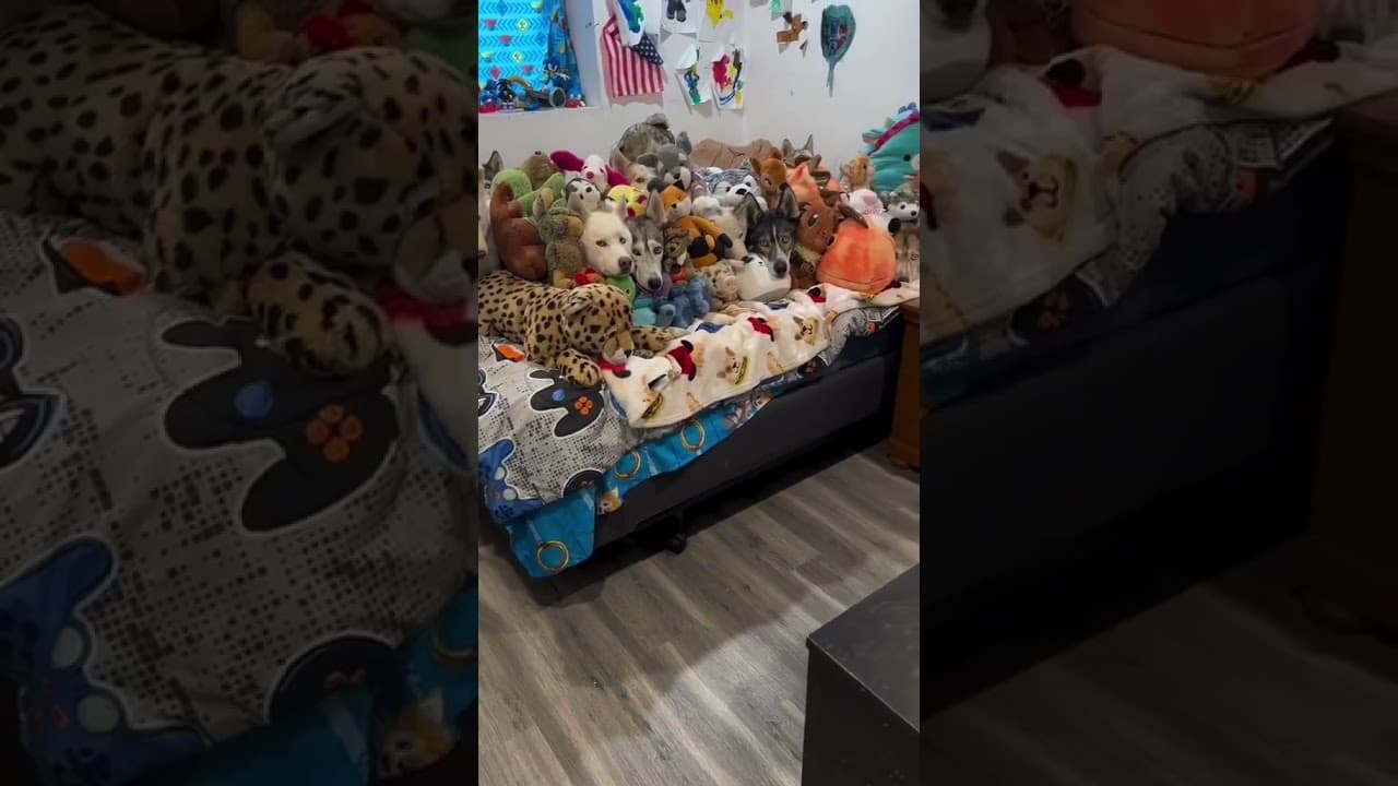 Wenn der Vermieter vorbei kommt Und Hunde nicht erlaubt sind...😂 Hund Hunde Tiere Memes Meme