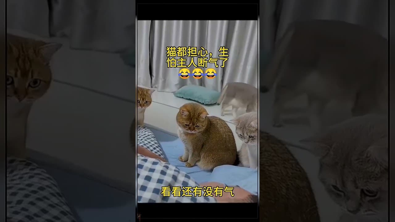 愛操心的貓咪：好怕主人斷氣了～ #cute #cat #pets #貓咪