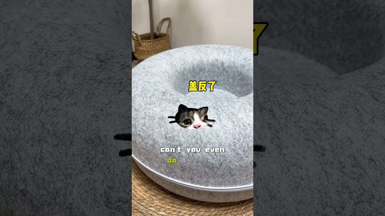 Why can't mom even do such a little thing well! 😖🙀 #funny #shorts #cat