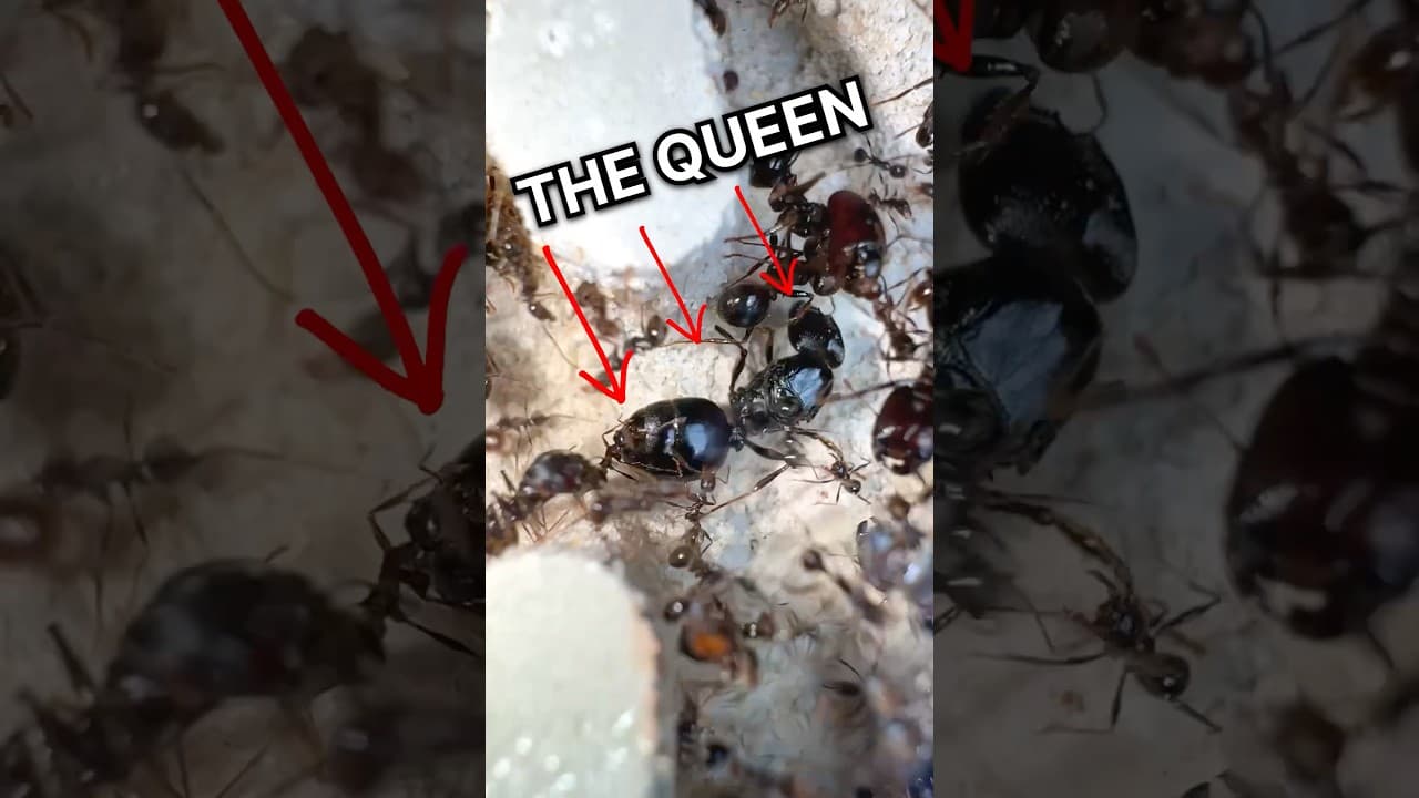 I Found my QUEEN ANT!!