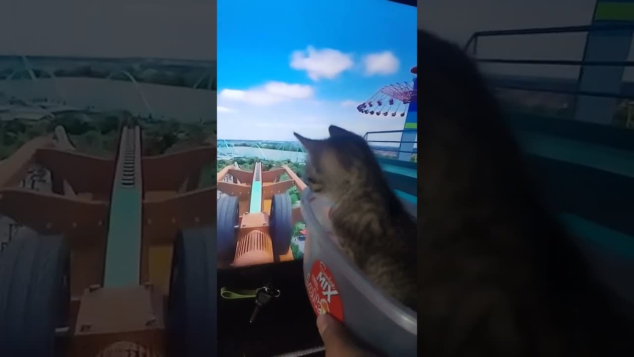 Cuándo te haces el valiente 😹🤣 #viralvideo #catlovers #cat #funny