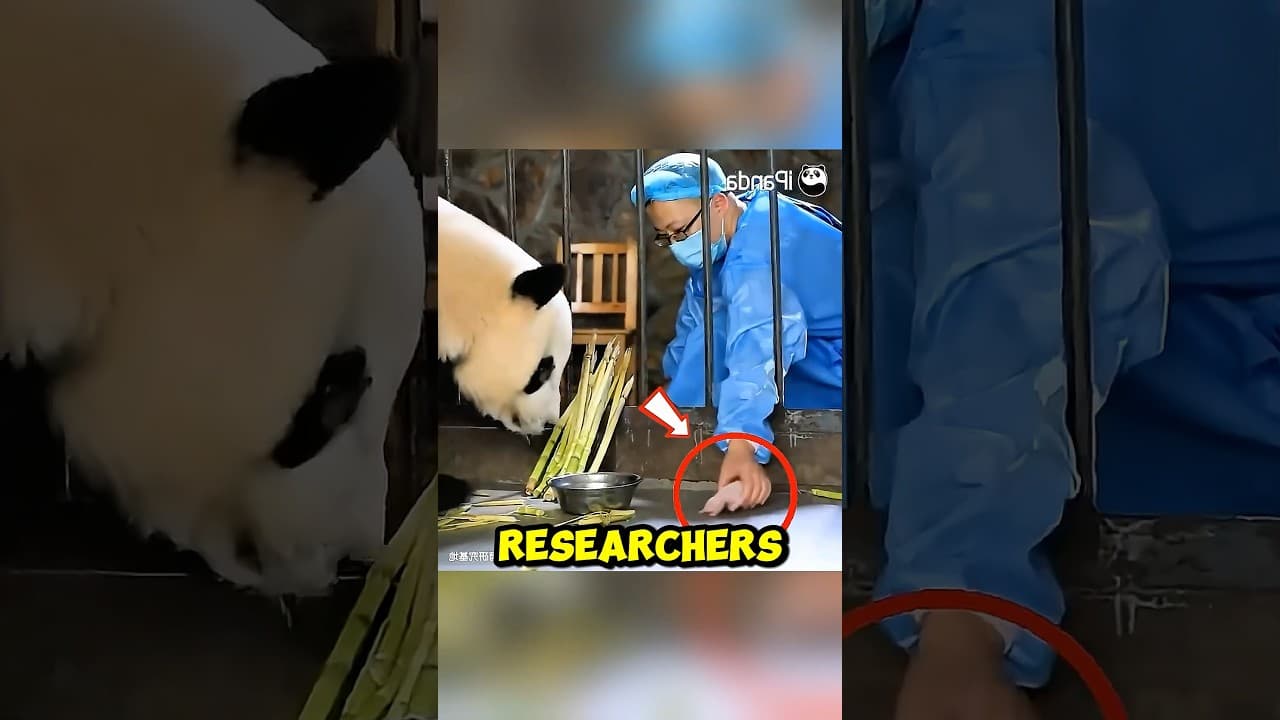 This is how a panda treats a cub that is not its own