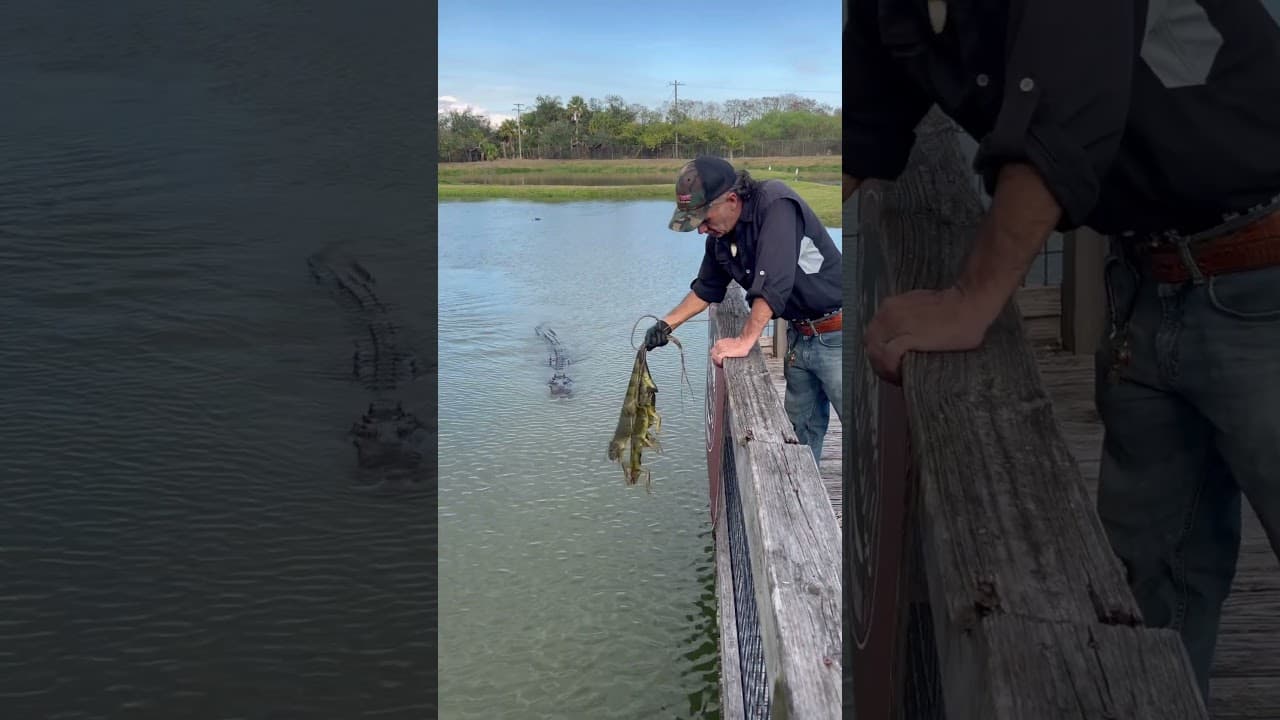 Bully the American Crocodile doing his part! #crocodile #goated #wildlife #nature #training
