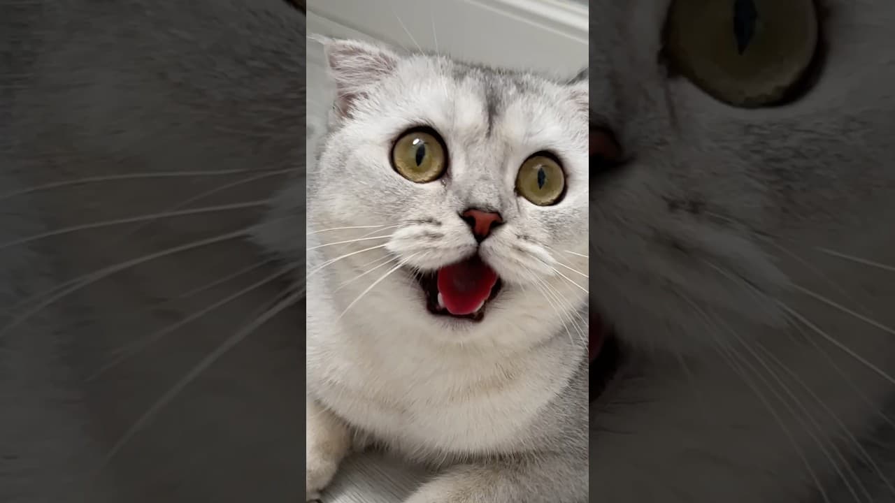 Cats…🤦🏻‍♀️ #cat #cats #funnycats