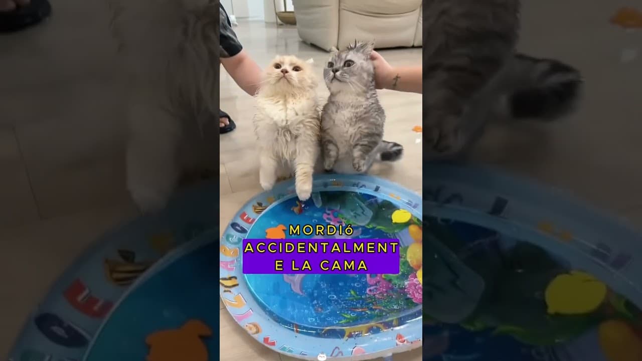 Never let a cat fall in love with a water bed.