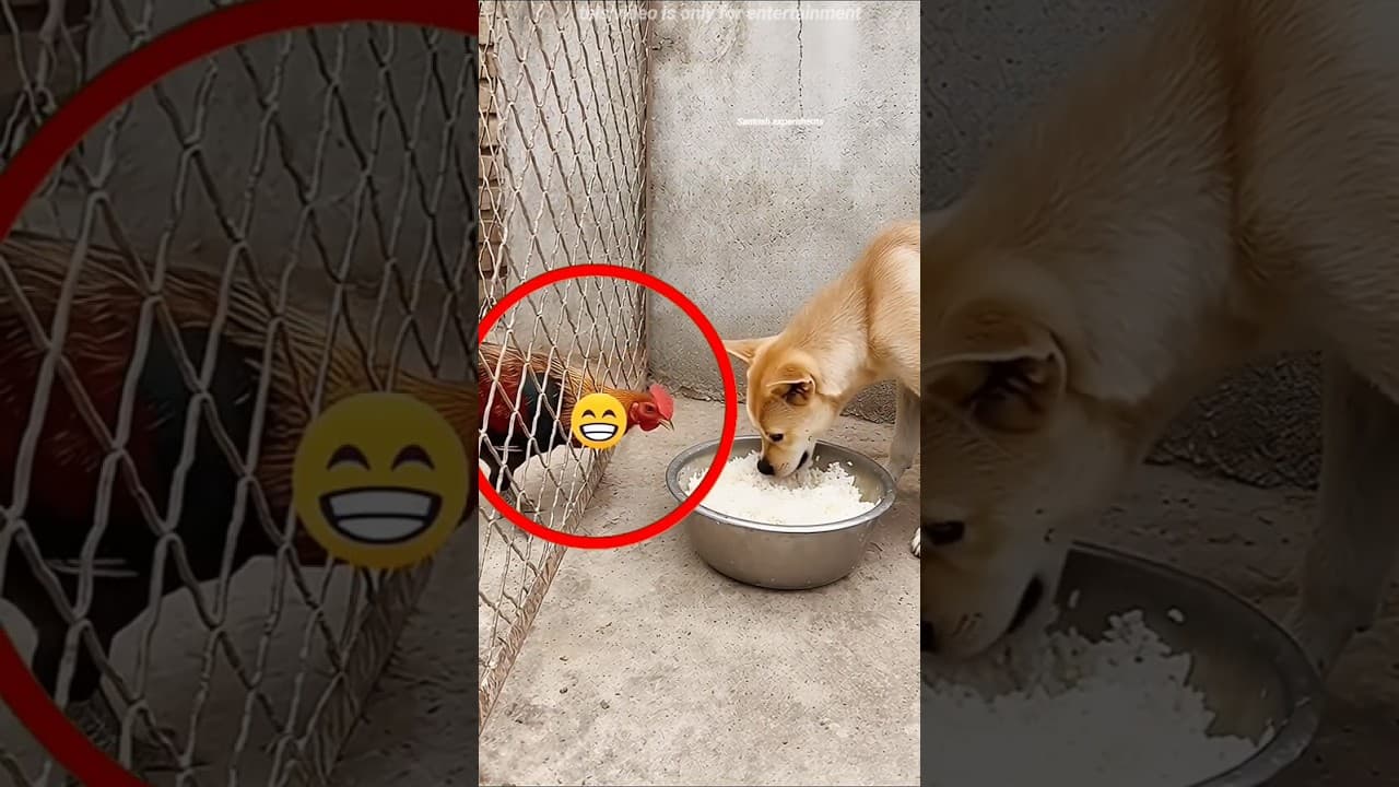 Dog Shares Food With Rooster 😯 #shorts