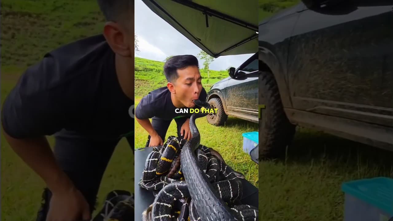 When a King Cobra Shows Respect to a Human 😮🐍