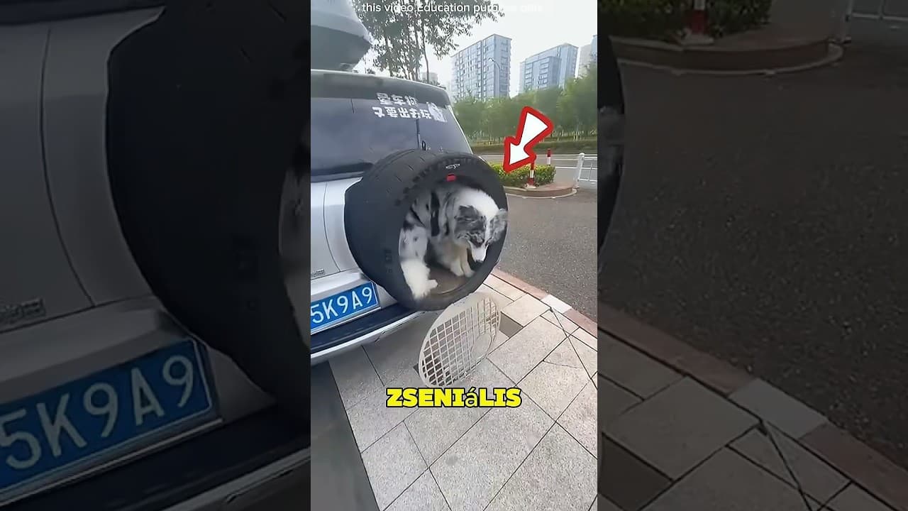 A fiú zseniális ülést épített a kutyájának! 🤯🐶❤️ | #kutyus #DIY