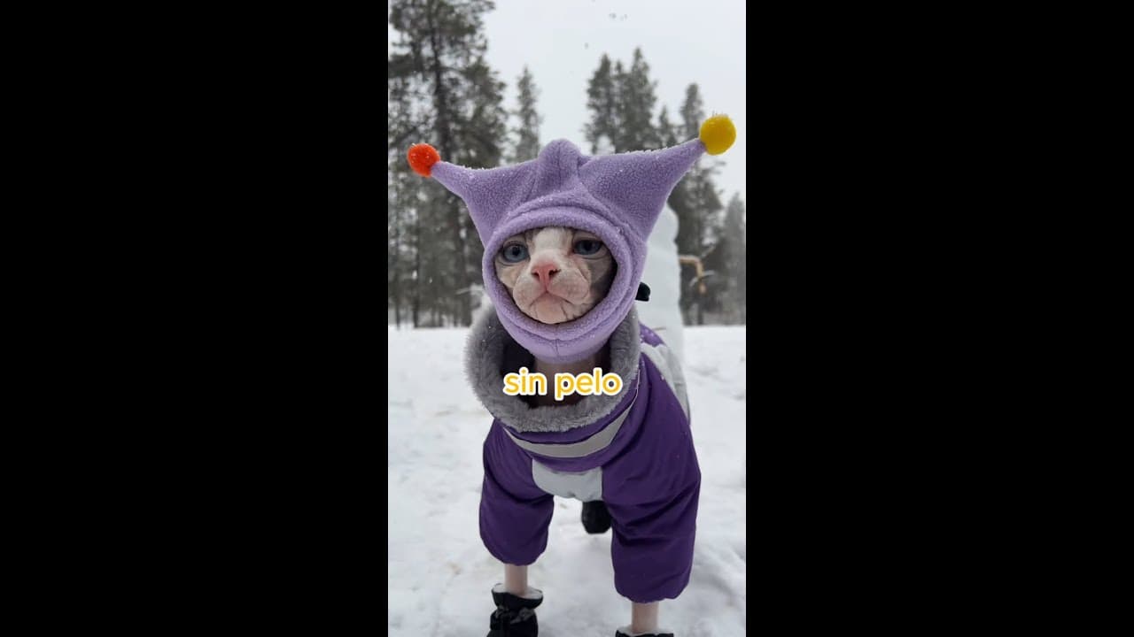 Los gatos sin pelo sueltan grasa 😳 #shorts #mascotas #gatos #sphynx