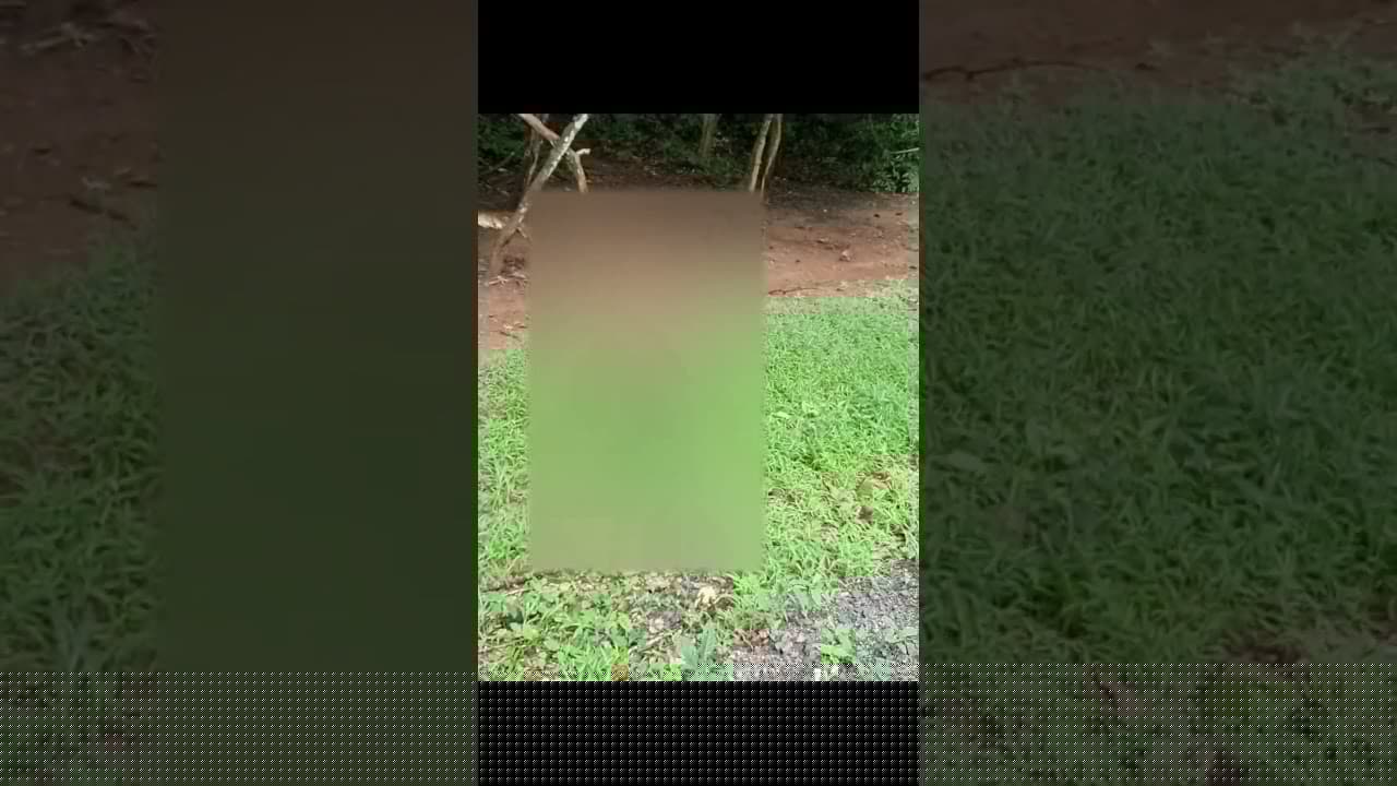 #shorts - Wildlife monkey actions 07