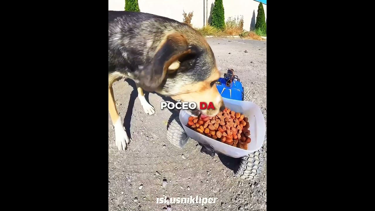 Kako čovek koristi igračku da nahrani lutalice 🐶❤️#viral #shorts
