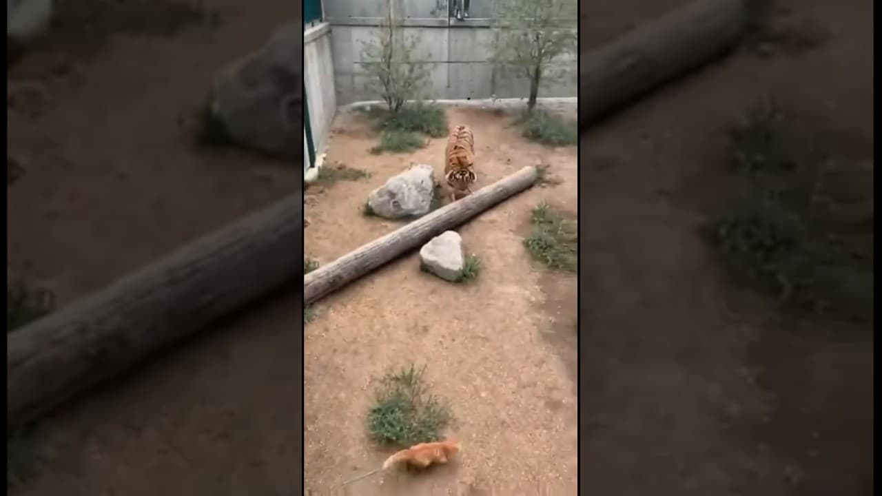 Cat Near Tiger Habitat | Uncommon Zoo Observation #shorts