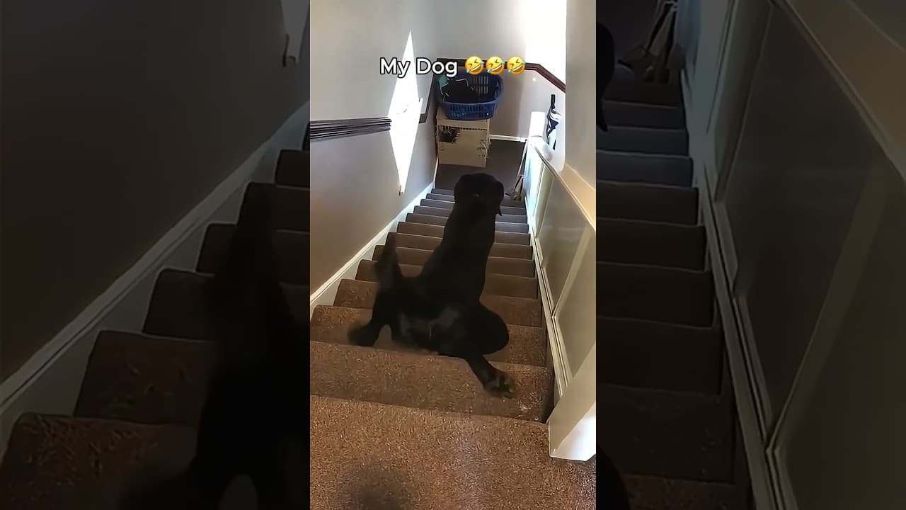 My Friend's Dog vs My Dog 😂😂😂
