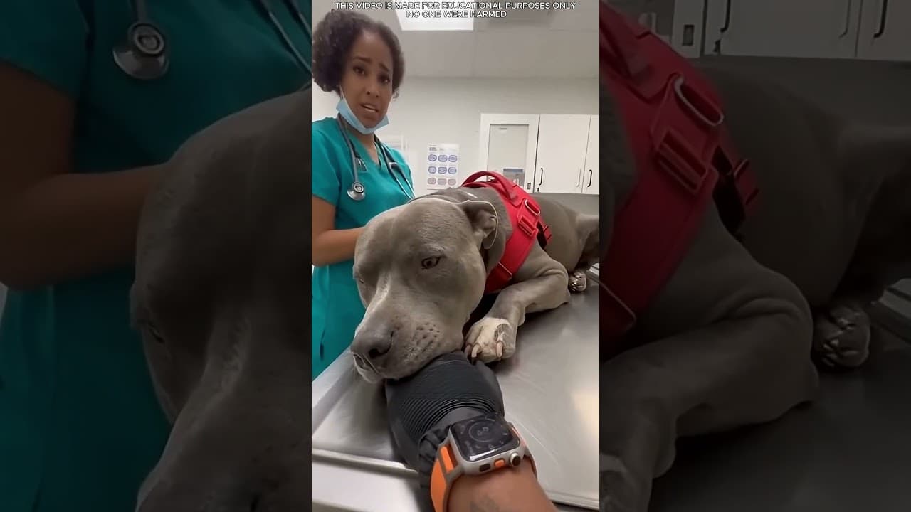 هاجم الكلب الجدار بلا هوادة، وانكشفت الحقيقة!