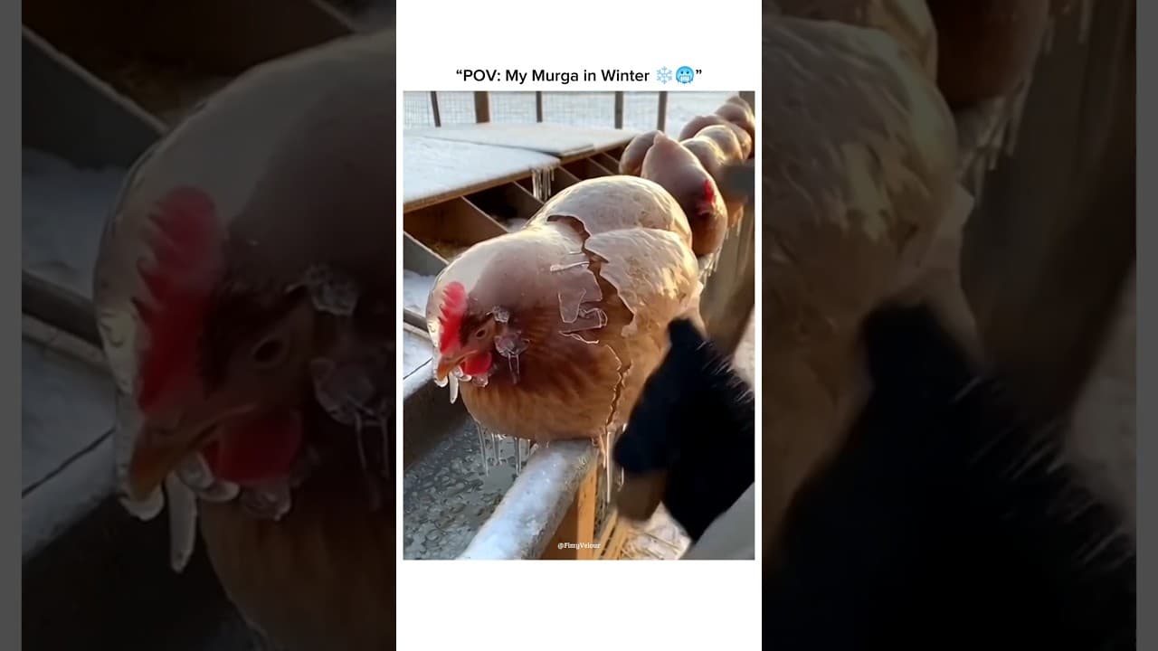 Murga vs Winter 🥶❄️😂 #shortsvideo #rooster #winter #shortsviral