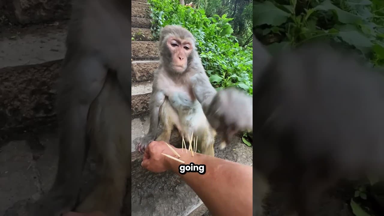 The Monkey Took Out All The Thorns 😲🤩